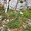 Chardon Bleu des Pyrénées, eryngium bourgatii...