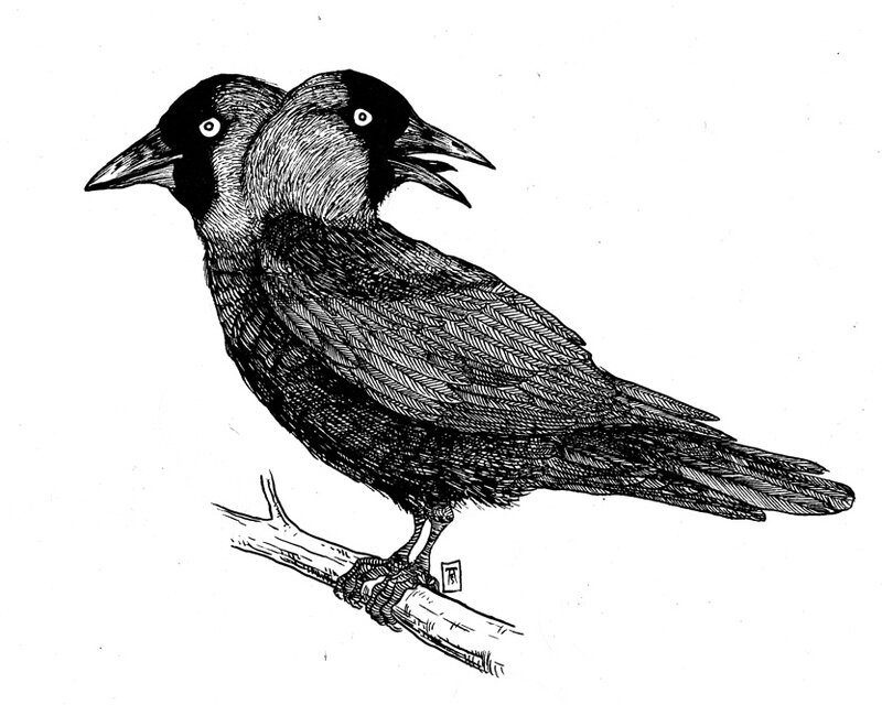 corvus monedula geminus666