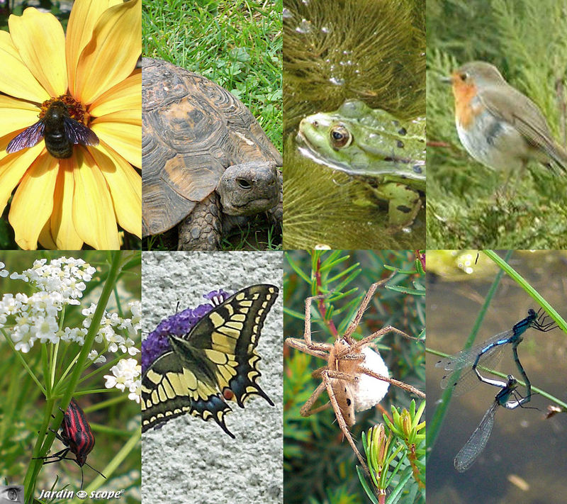 Biodiversit_