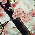 Edit / hanami fêté par kalypso, 37e inscrite