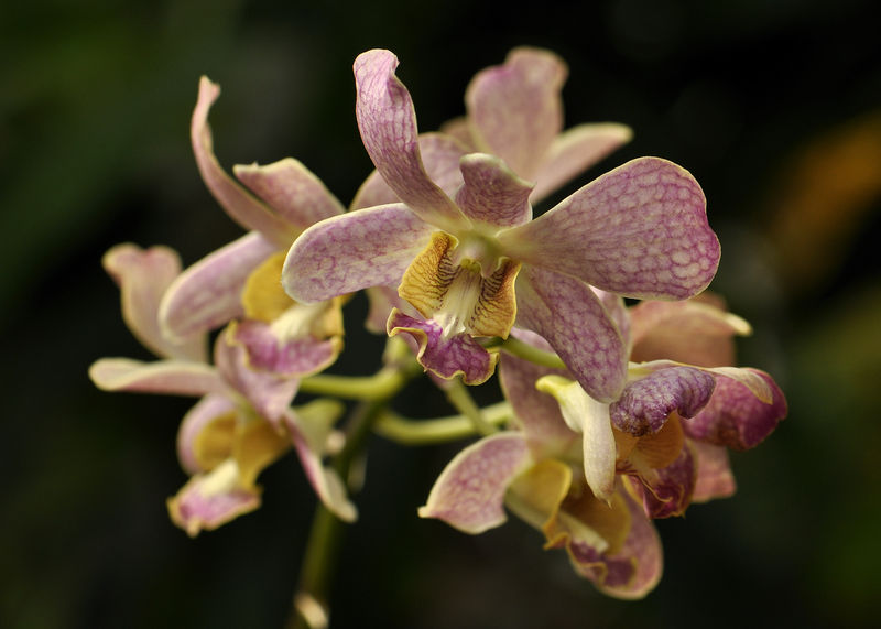 _DSC0041_A_identifier