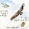 107_vautour