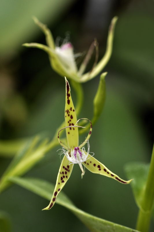 _DSC0127_Epidendrum_criniferum_3