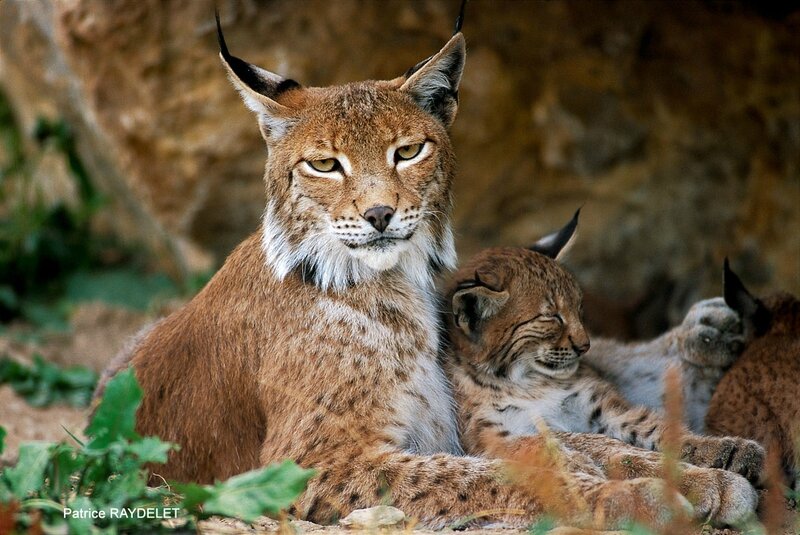 Patrice RAYDELET lynx boréal femelle et son chaton