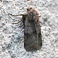 Agrotis cinerea ( La Noctuelle Cendrée)