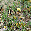 Machaon - Papilio Machaon (4)