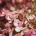 Hortensias aux teintes automnales ...