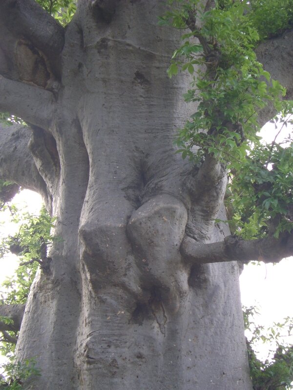 Le Baobab femelle
