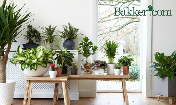 droomhome_woonplanten_kamerplanten_cactussen_online_bestellen_bij_bakkercom