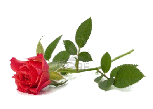 10161238-belle-rose-isole-sur-fond-blanc