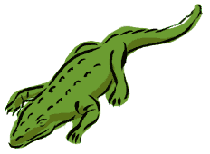 alligator30