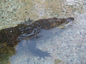 Crocodile_du_Nil_4