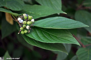 Viburnum_sp_3