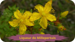 23 MILLEPERTUIS(1)Liqueur de Millepertuis-modified