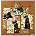 Pairi daiza 2014 - les suricates