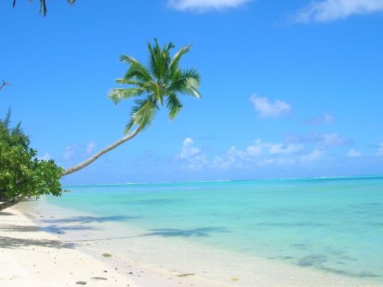 Palmier Sur La Plage De Sable