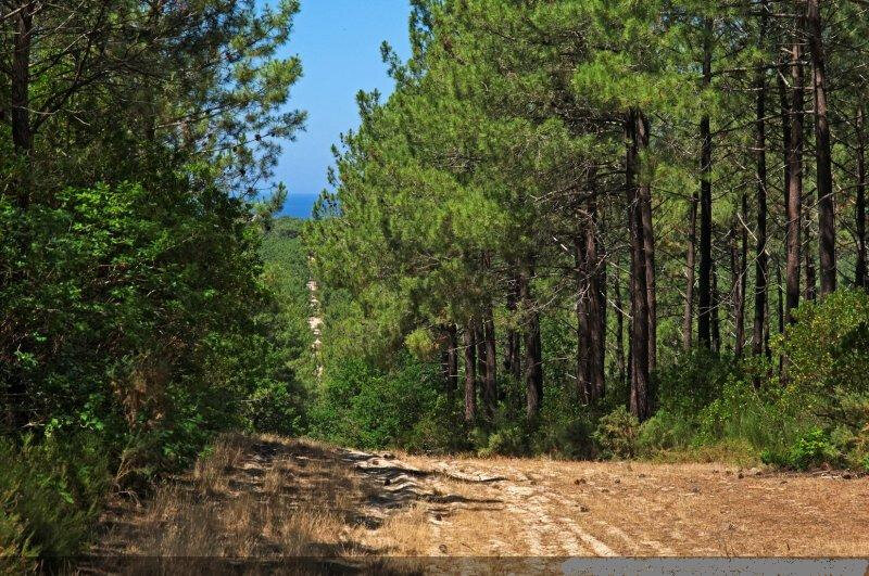 Photo-normal_Promenade_dans_la_foret_landaise_-04