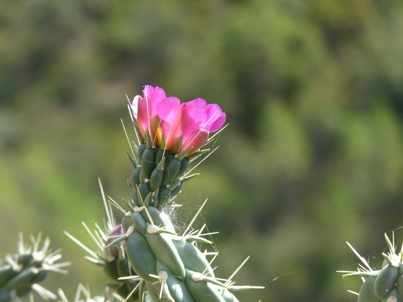 P1100605