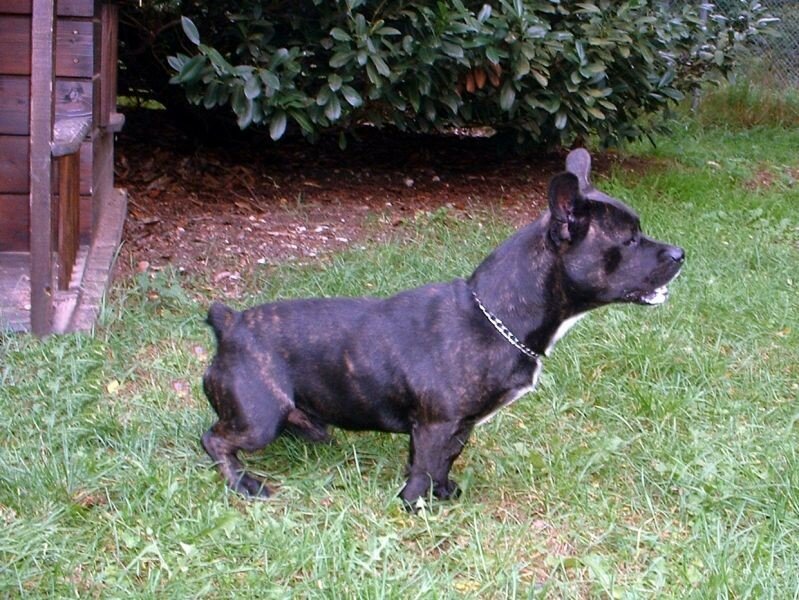 Croisé bouledogue francais... Bullamstaff Rescue