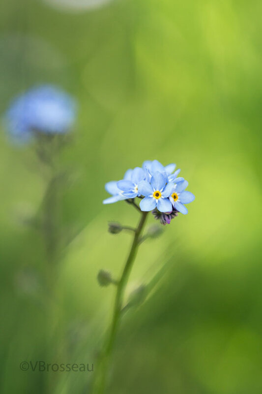 myosotis02