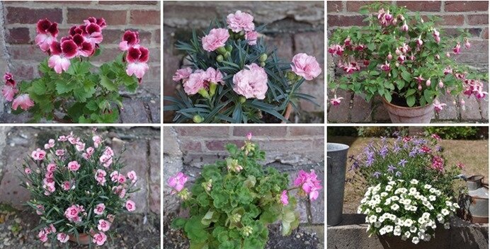 fleurs du jardin