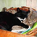 Chérie tu prends un peu toute la place ! Chats endormis dans panier - sieste Félin - Sommeil mon ami