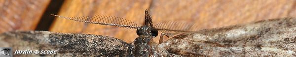 Détail des antennes de Peribatodes rhomboidaria mâle