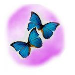 papillonsbleus