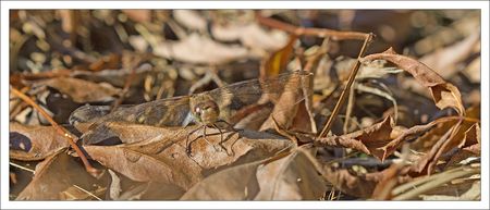Galuchet_libell_sympetrum_face_agee_201010