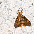 Bombyx disparate - Lymantria dispar (2)