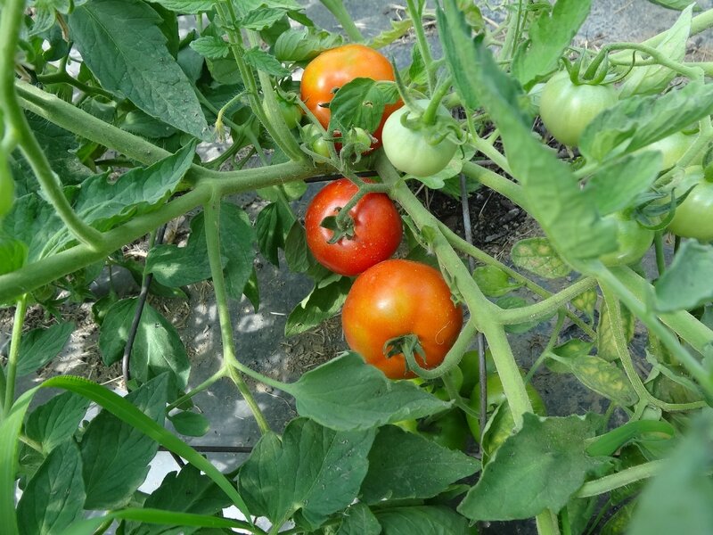 tomates buissonnantes
