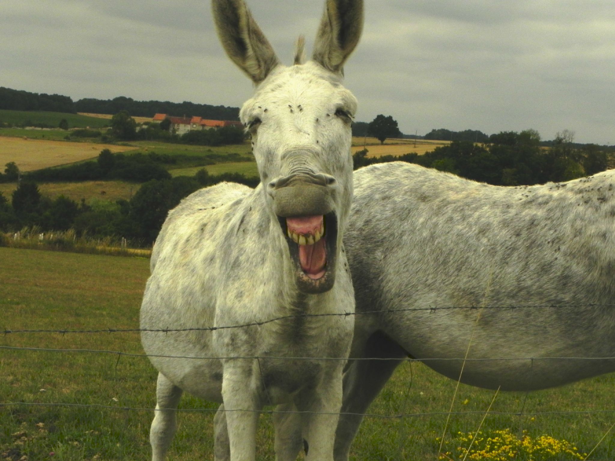 A Cheval Donné On Ne Regarde Pas La Bride ça coule de source - Photo de EXPRESSIONS ILLUSTREES - Si nos yeux étaient  un appareil photo