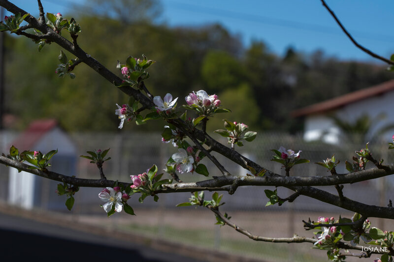 31032019-_MG_5174