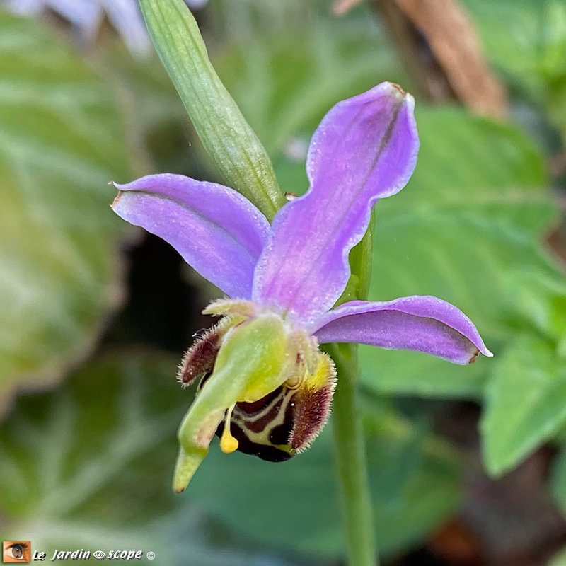 Ophrys-apifera