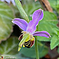 L'orchidée abeille protégée dans plusieurs régions de france