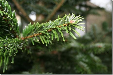 Mon beau sapin tout nu-10