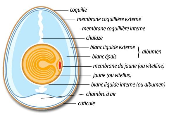 Qui Vole Un Oeuf Vole Un Boeuf La Cousinerie Zalric