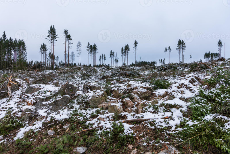 4408601-foret-nouvellement-abattee-dans-une-zone-de-deforestation-en-suede-photo
