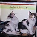 Girl et Grizy