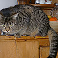 21/06/19 : les chats de juin