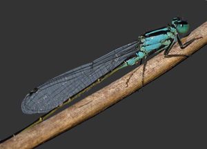 Saint_Floret_Agrion_elegant