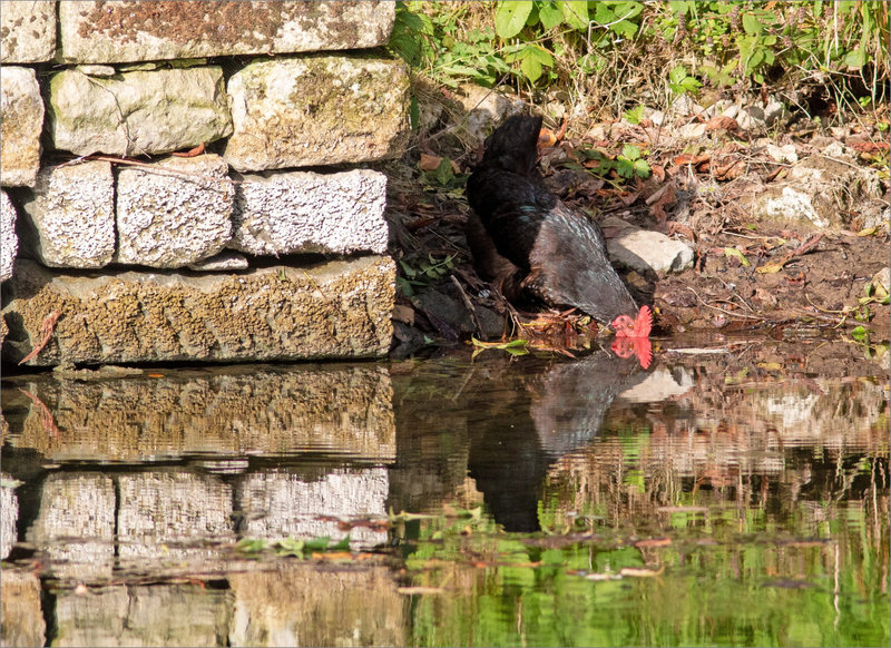 Rivière coq boit 4 081023