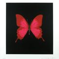 Damien hirst (né en 1965). red and pink butterfly, 2008