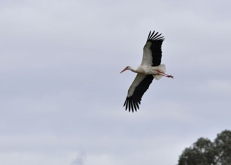 _DSC0026_Cigogne_