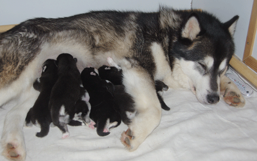 puppies_0502_03