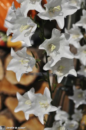 Campanule-persicifolia-blanche-2