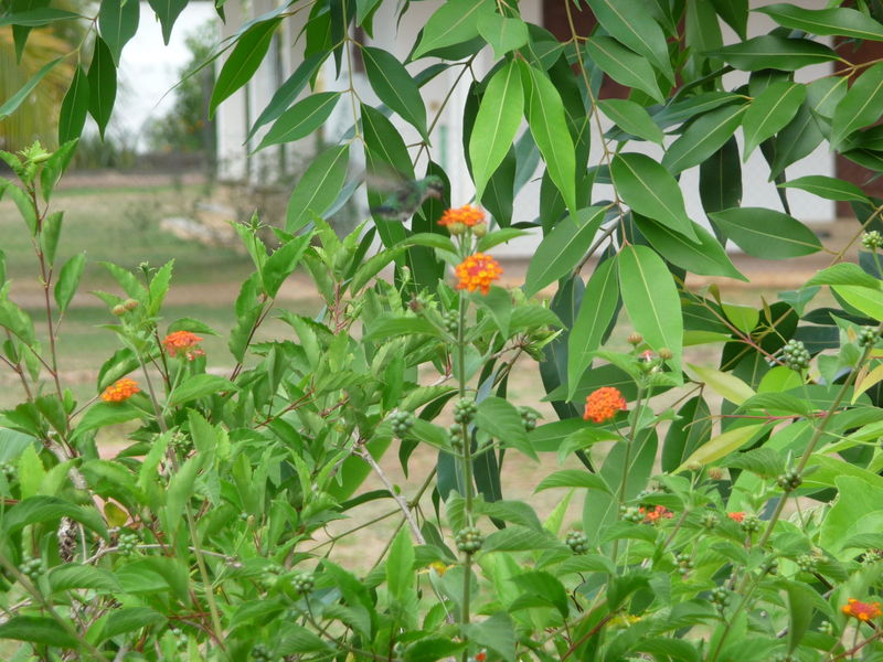 Faune de Guyane : le Colibri Emeraude Orvert