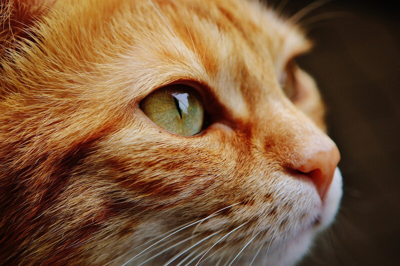 cat-1455468_1920