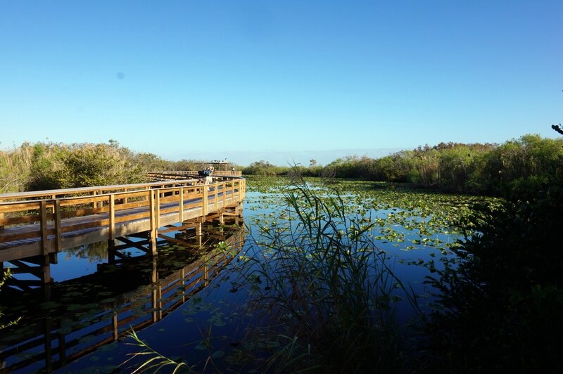 Everglades (36)