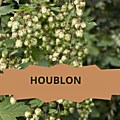 019 HOUBLON
